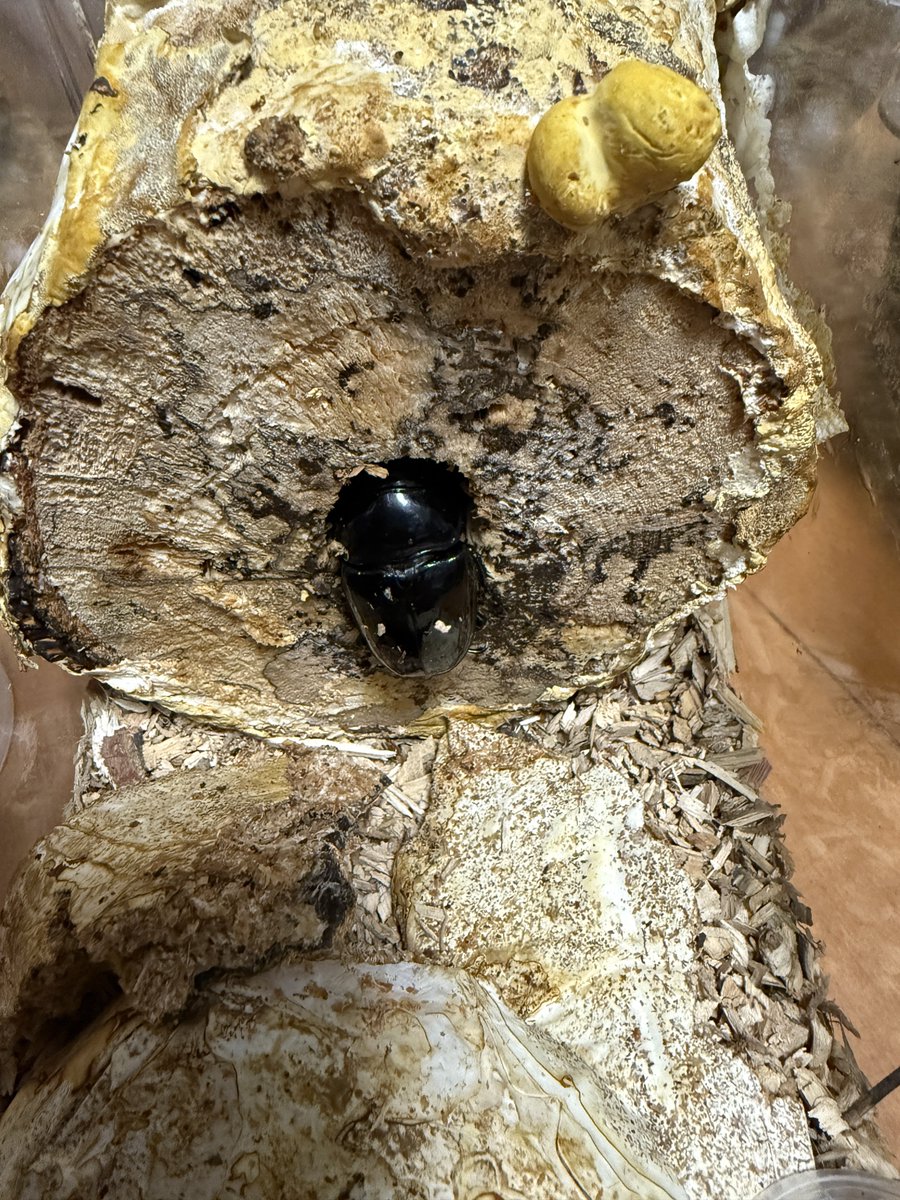 なめだんご on X