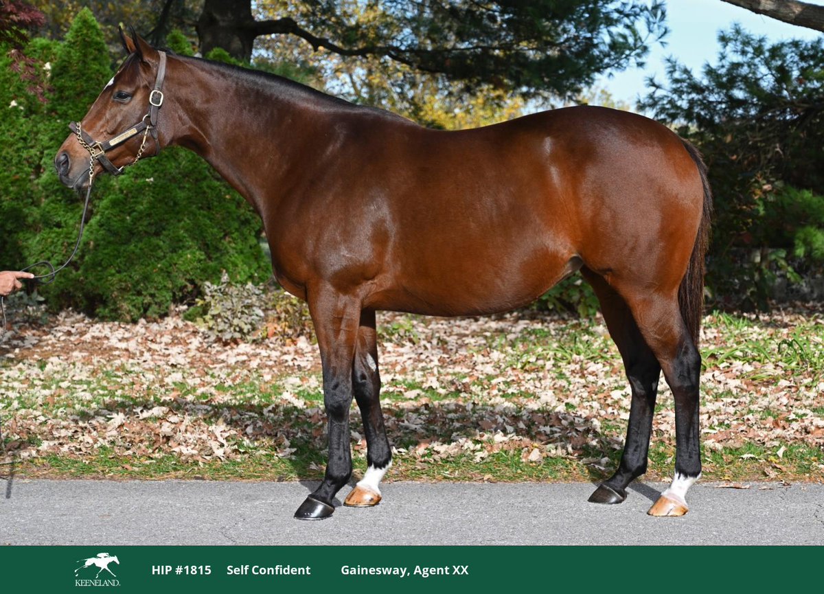 PhippsStableFan's tweet photo. ⬛️🟥#KEENOV HIP 1815 - INTO MISCHIEF MARE SELF CONFIDENT I/F TO MAXFIELD

🏆From the Phipps family of #KyDerby winner Super Saver, G1Ws Chocolate Gelato, Bluegrass Cat, Girolamo, Callback, Got Lucky, Imagining, and more.

🐴Selling Saturday, Nov. 8. 
Consignor @Gainesway, Barn 2