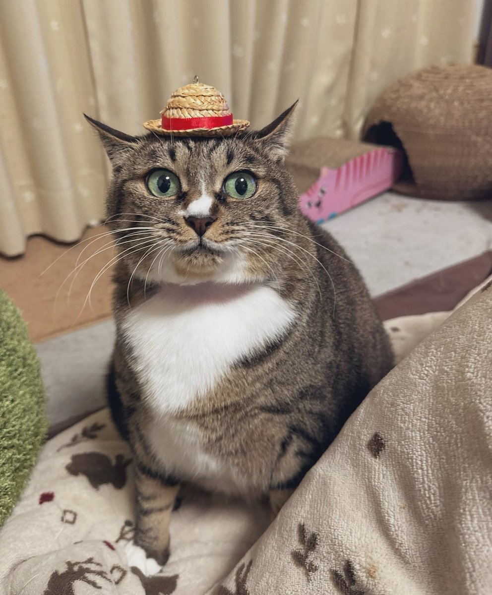 🦋よし子😻💚⋆͛🦋⋆͛«٩(*´ ꒳ `*)۶»💚🦋 on X