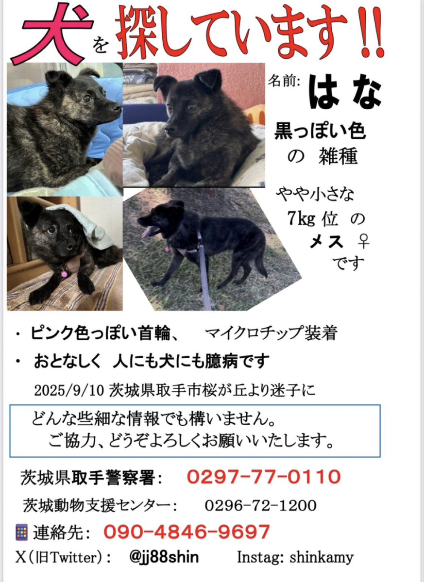 jj88shin's tweet image. @hapiwanjp #迷子犬 「はな」探しています   人にも犬にも懐いていません 必ず会えるからとにかく元気でいてネ 最終目撃 10/2 戸頭神社から #利根川河川敷 雑木林 9/10 #茨城県 #取手市 桜が丘より逃  #守谷市  📞 090-4846-9697 X: @jj88shin