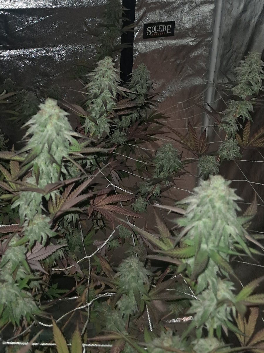 Butter Balm and Pink Milk both from <a href="/SolfireGardens/">Solfire Gardens</a> getting nice and frosty