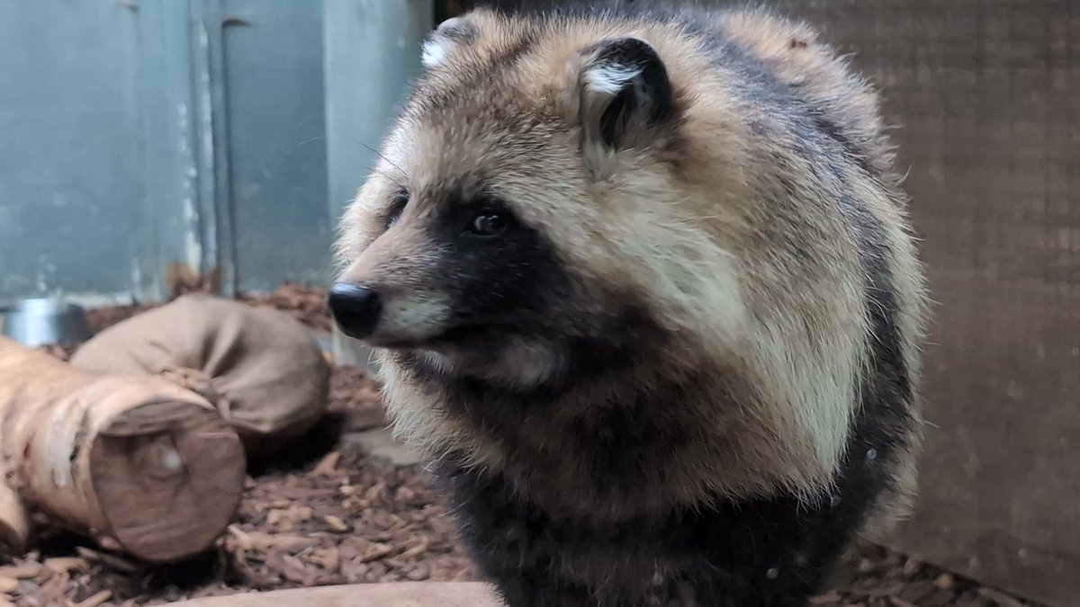 剥製たぬき❤️ たぬき剥製