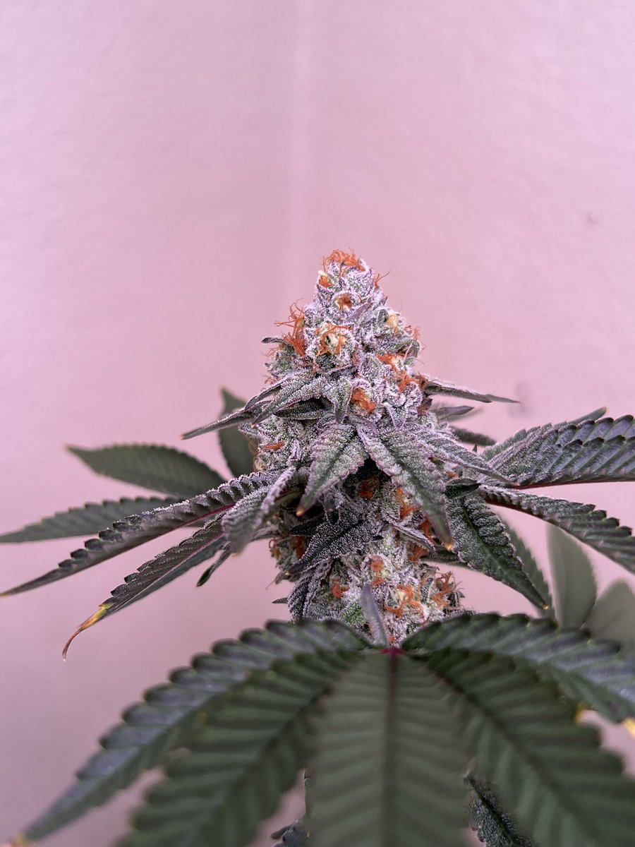 Hank Hill (@notillhankhill) on Twitter photo 