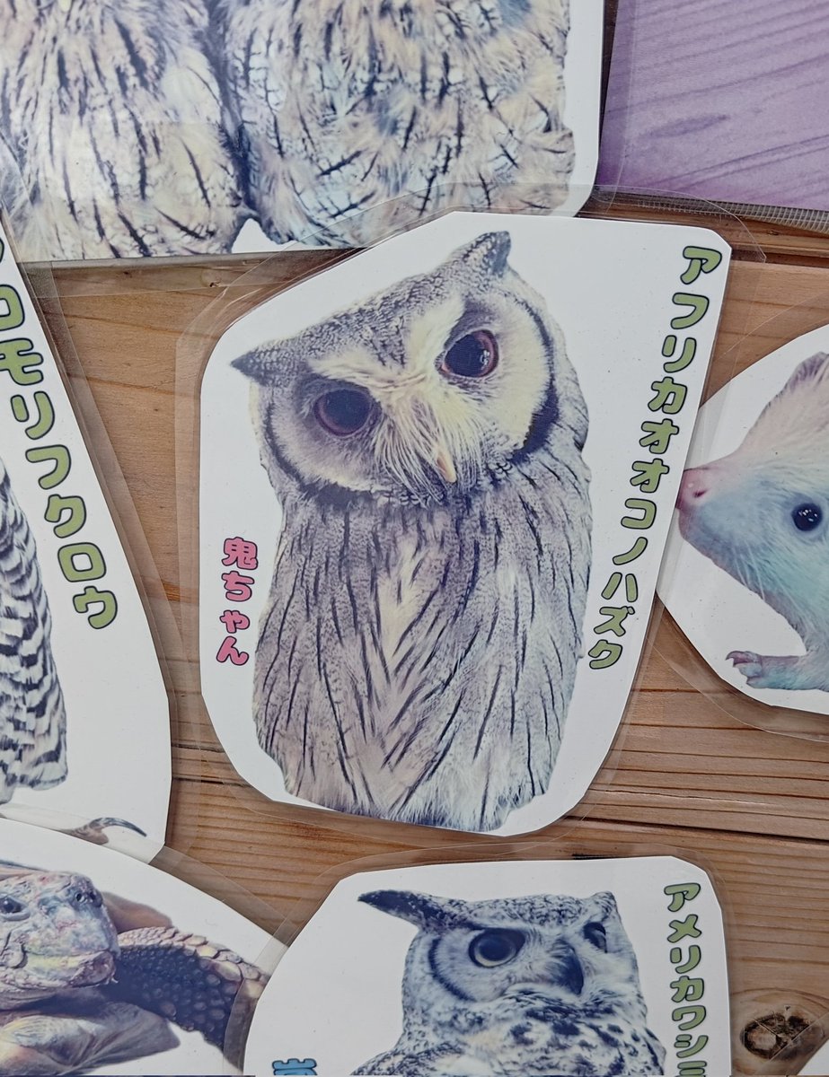 見た目に反して「鬼」というハードな名前なの好き