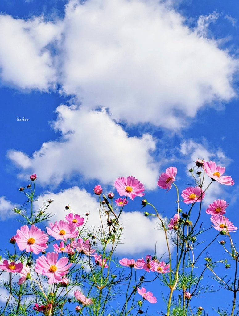 coco☕ (@atamoni39ru) / Posts / X