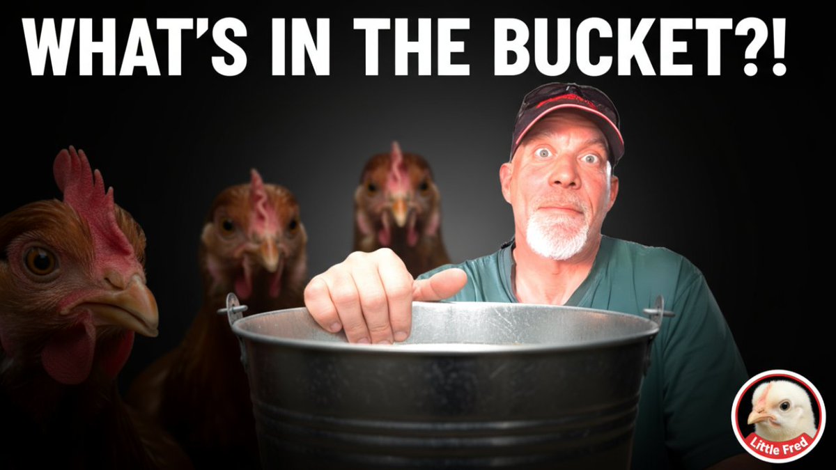 strumngrumbles's tweet image. Feeding the chickens something NEW today… and they did NOT expect this 😂🐓
Little Fred showed up + the whole flock reacted way different than I thought they would.
Cold weather is coming… time to switch up feed.

New video just dropped →
youtube.com/watch?v=R8wVNL…