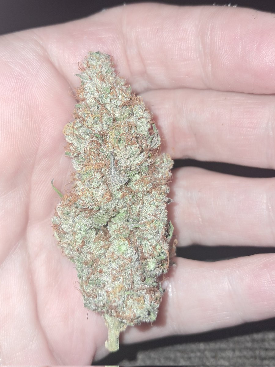 My brother <a href="/420TonyIN/">Fred A Ferril</a> dropped some soil off this week thanks again brother man I appreciate you so much hope you enjoy the FX3 flower I sent you home with brother 🙏🏻👊🏻