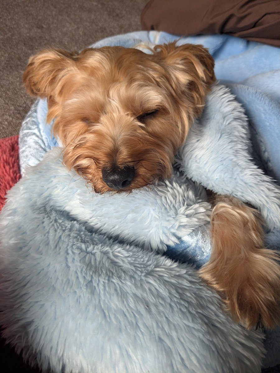 ヒノエとつくねのママです。　ヨーキーちゃん 今日のヨーキーちゃん on X