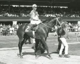 HORSERACING1002's tweet photo. NODOUBLE🇺🇸1965
(NOHOLME II  - ABLA-JAY BY DOUBLE JAY)#Nodouble
#ArkansasTraveler
B/O Gene Goff (Ar) March 4, 1965
T/ James Bert Sonnier
42-13-11-5---$846,749
1969 Champion 🏆 Handicap Horse
1970 Champion 🏆 Handicap Horse
Arkansas Derby,  Michigan Mile H, Hawthorne Gold Cup (2), Brooklyn H, Californian S, Santa Anita H, San Pasqual H,  Metropolitan H,  
2nd Freshman Derby,  American Derby, Woodward S,  Metropolitan H,  Jockey Club Gold Cup,  Gulfstream Park H,  Charles H. Strub H,  
3rd Heritage S, Graduation S, To Market S, Preakness S,  Californian S, 
NTR Belmont Park 1mile 1,34,60
ETR Hawthorne 1¼miles 1,59,20
NTR Santa Anita 1¹/¹⁶ miles 1,40,40
Stood El Rancho Murrieta,  Domino Stud, Lasater Farm, Three Chimneys Farm. 
Sired 644 foals, 428 winners, 91 sw, Leading Sire in USA 🇺🇸,  Hungria, Magnificent Lindy, Mairzy Doates, No Class, No Review, Overskate, 
Shocker T. Singletary, Balthazar B, Coolawin, Do So, Double Discount, Double No, Major Sport, New York Swell,  No Review, Ocean View, Pair of Deuces, Skillful Joy, Thirty Eight Paces, 
Died 1990