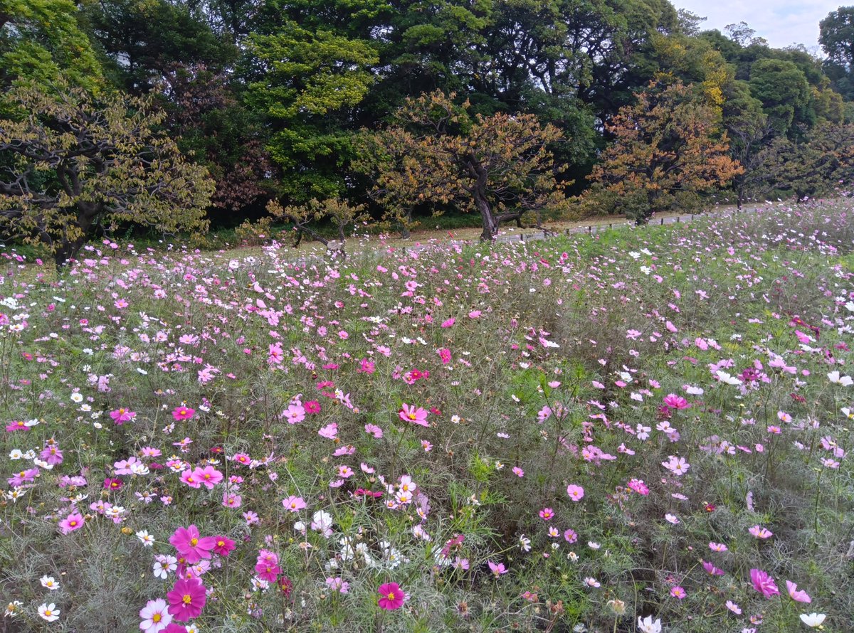 浜離宮恩賜庭園 on X