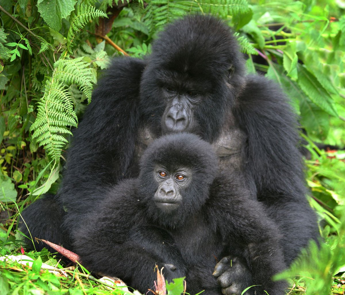 Visit_UG's tweet photo. @Cristiano CLASSIC 18 DAYS CHRISTMAS/NEW YEARS HOLIDAY SAFARI ITINERARY:

18 Days, 17 Nights in the Wild, for departure dates, costs and itinerary, kindly visit us at https://t.co/iEZeMD2UA2 

Email: cs@visiteuganda.com or +256-755-200004/778307060

#ExploreUganda #VisitUganda https://t.co/8KyRHWrdng