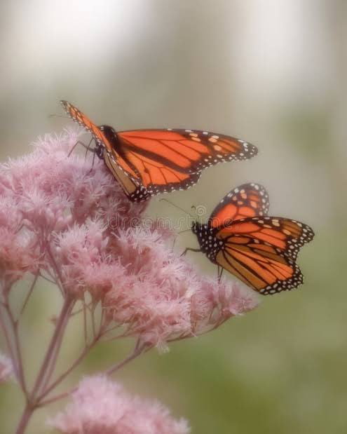nishieeta's tweet image. Some butterfly eyes 
speak in smiles
The #language of mischief hidden in my curved lips 
How many ages has my love lived through me
Ur words paint my face
u turn into a mason detail’
tiny intricate designs 
Turning me into a mural
How many lives’ve I lived w/
u around me
#vss365