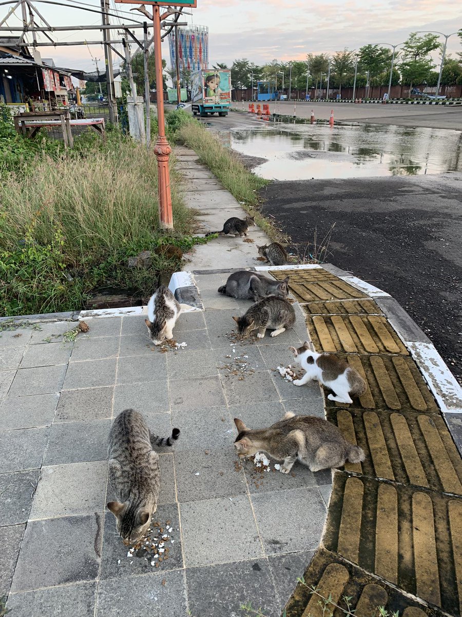 Our street kitties are feeling the love thanks to all of you who donated and spread the word! Your kindness is making a huge difference in their lives. 😺❤️

paypal.me/violletas