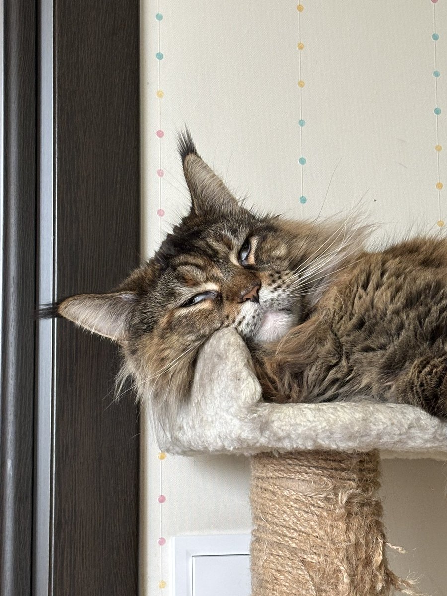 До моєї цілі залишається 3к🧚🏻‍♀️
Все завдяки вам

send.monobank.ua/jar/8XM7XygLHC
Давайте продовжимо