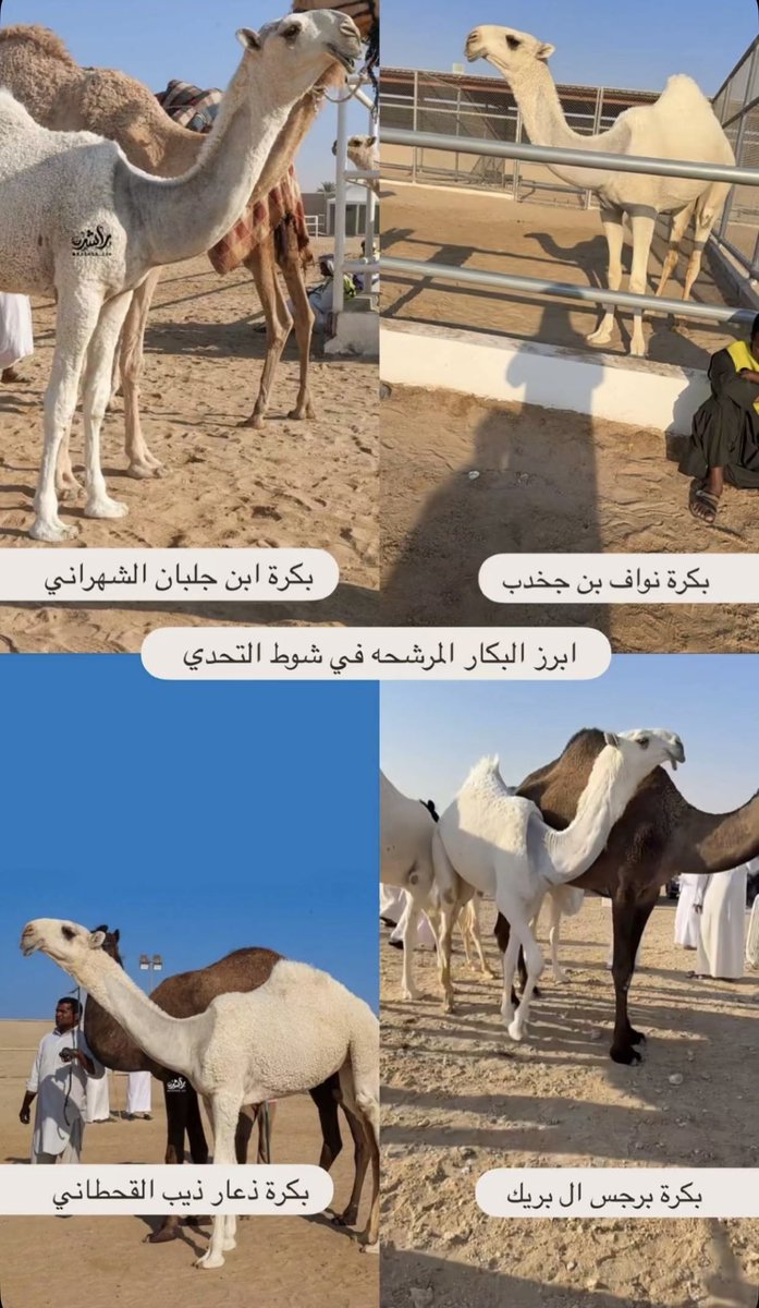 الصارم tweet media
