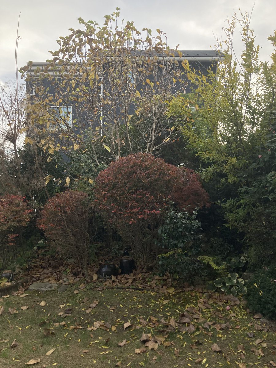 pecotin's tweet image. 4日間の京都旅行⛩️から戻ってきたら、お庭がモクレンの落ち葉🍂でいっぱいになってたから、1時間かけてキレイにお掃除🧹ドウダンツツジは一気に真っ赤🍁