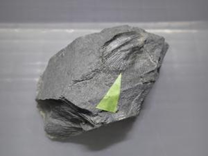 【ミニ化石発掘体験会】

11月９日(日)に当館は「#ひころいち軽トラ市・文化祭」に協力し、会場内で #化石発掘体験(午前中２回実施)を開催します‼

準備した岩石からは、石炭紀の化石が見つかるかもしれないので、ぜひ参加してみてください‼

＃博物館 ＃ofunato #日頃市町 #古生物 #化石 #古生代