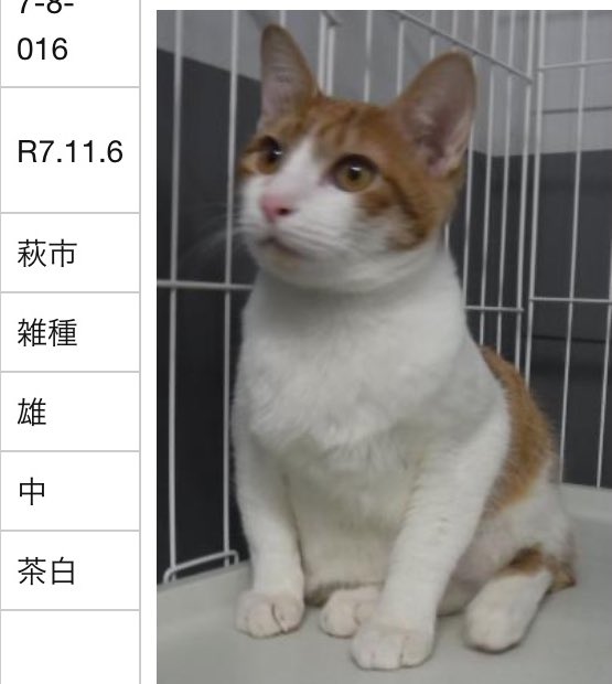 hgwj2WODcjLjHal's tweet image. 🆘山口県萩健康福祉センターで待っています④🆘#拡散希望 #里親募集
11/6 #萩市 よりサビ猫2匹茶白2匹の計4匹の成猫が持ち込まれました。
管理番号016
茶白雄猫
家族として愛し生涯大切にして下さる方いませんか?
優しい未来に繋いで下さい🙏
⚠️センターへは里親希望以外☎️❌
pref.yamaguchi.lg.jp/site/doubutuai…