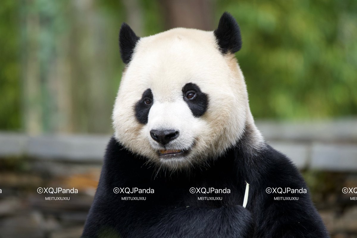 🇵🇭🧸🐼 ℡™ミスターパンダブーム玄笑顏无双凰战斗力仙