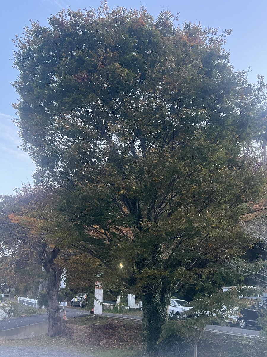 yousuke1728's tweet photo. 浜田本店の駐車場にバカでかいケヤキの木があります。どなたかイルミネーション得意な方いませんかー？12メートル以上ありそうです💦 https://t.co/W6CGnRgfGz