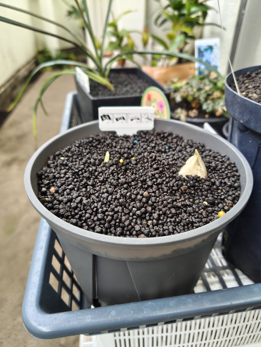 Numa Gon (@numa_gon) / Posts / X