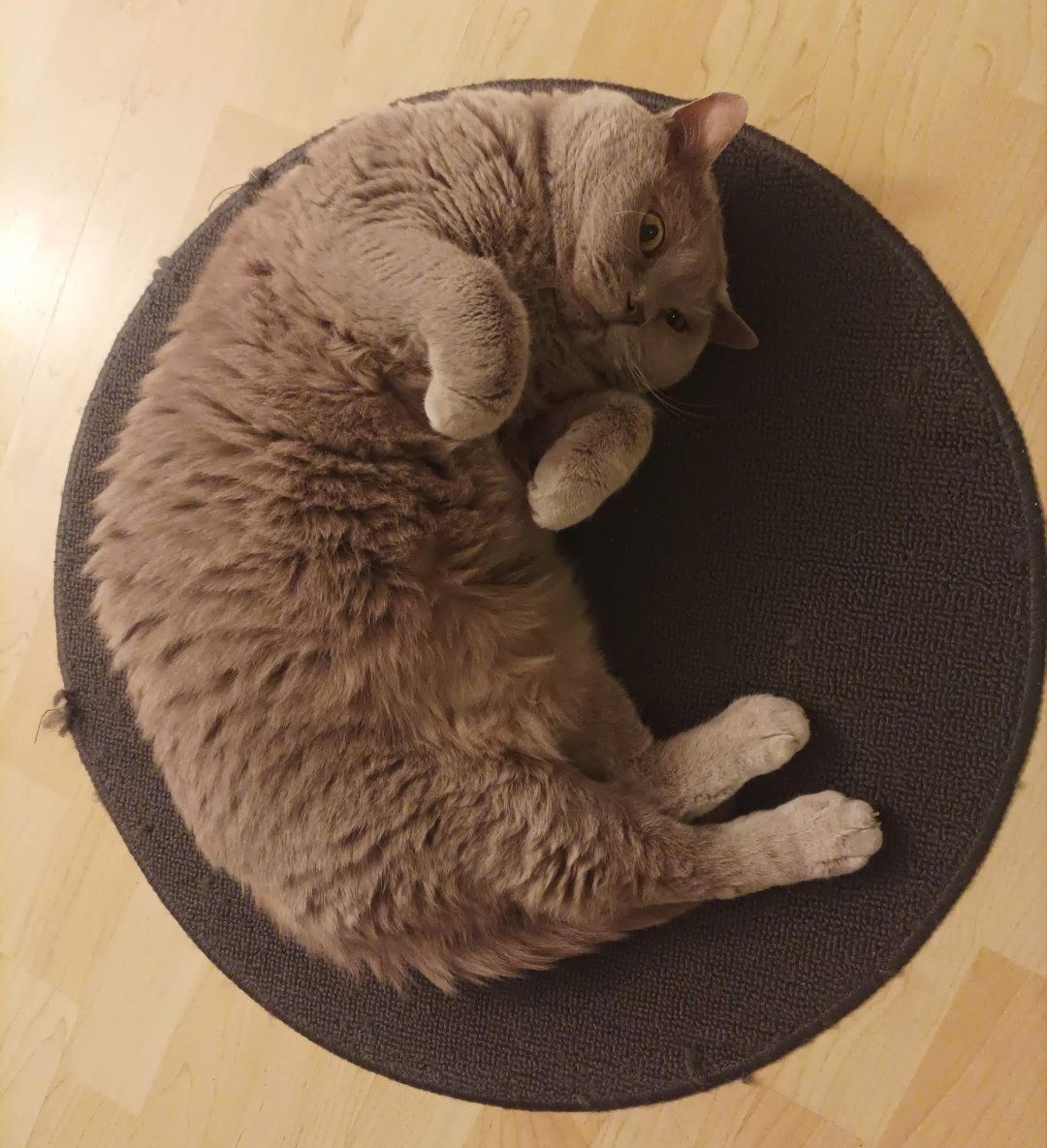 Guten Morgen Freunde #Twitterrudel, heute vor 26 Wochen habe ich meine Reise über den 🌈 angetreten, danke, dass ihr immer noch an mich denkt und vermisst 🫶.
Sende euch liebe Grüße und wünsche euch ein schönes Wochenende 🍂, euer 🌈Toni 😘.