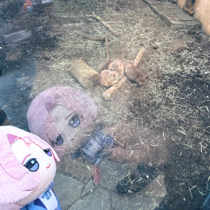 シーパラ嗜んできました 広いし1日中遊べて時間足りない アニマルライフライブのコラボショーすごかった!!!! #学マス #初星パラダイス