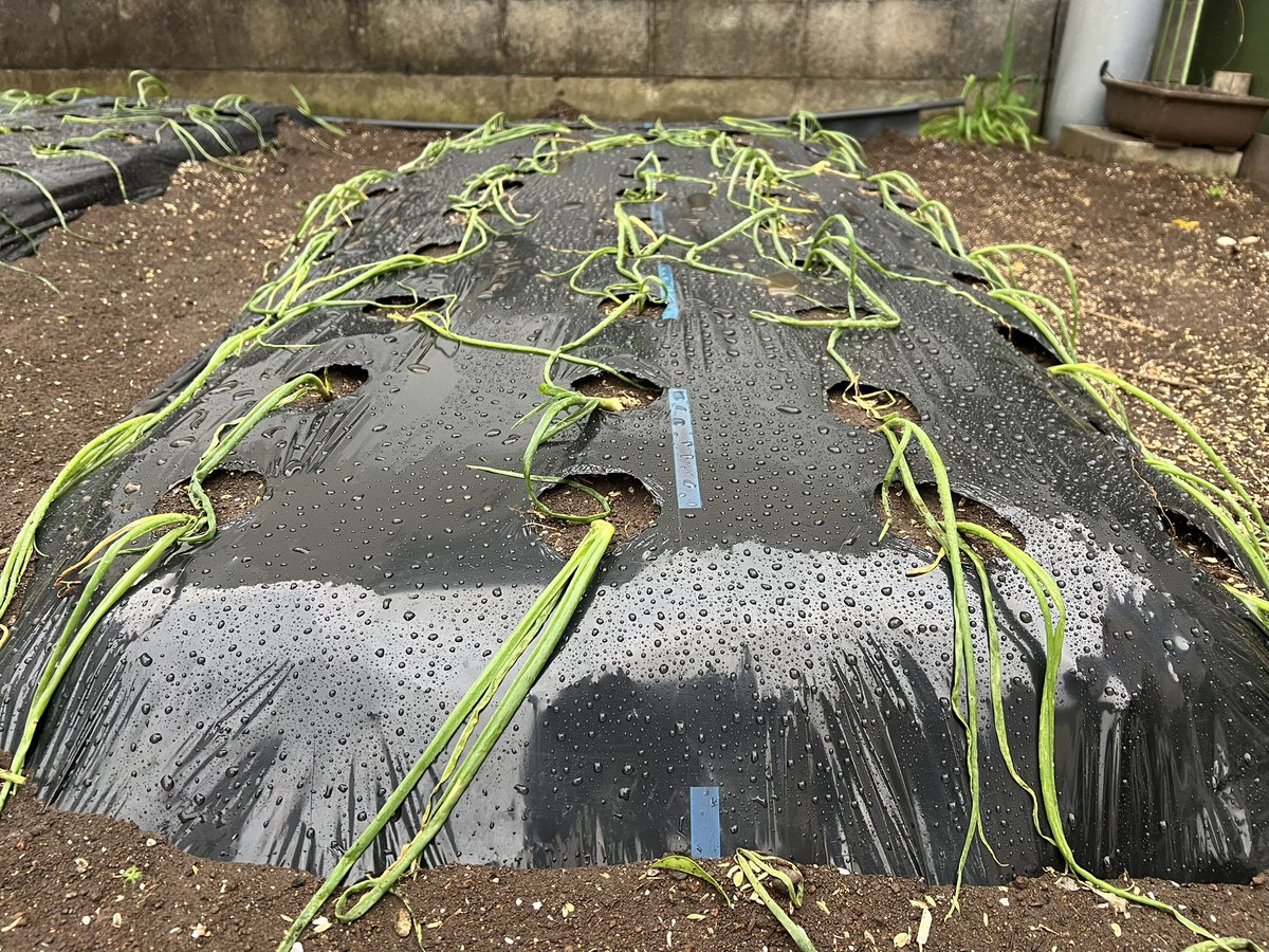 もっつぃ🌳 (@mochisw) / Posts / X