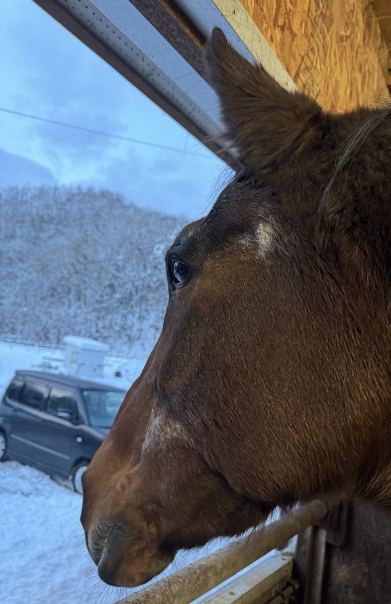 オリエッタが、午後4時くらいをお知らせします。