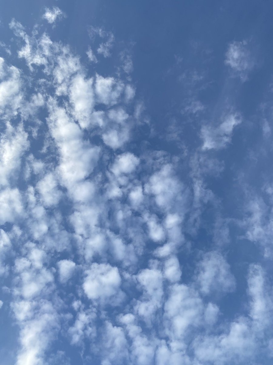 117kouking's tweet image. @AsiaPrince_JKS 

ありがとー\( ᐛ )/

 #イマソラ  #osaka  #Jango 🐈
 #同じ空の下 
 #under_the_same_sky 

ぐんちゃん あそんでくれるし
Jangoにも あえたし
きのうから
すっごい いい日だ〜(꒪¯꒳​¯꒪)♡