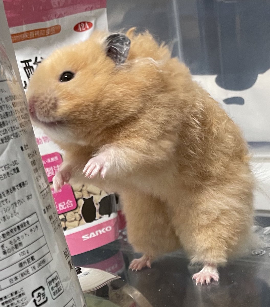 弱いゴジラ🐹