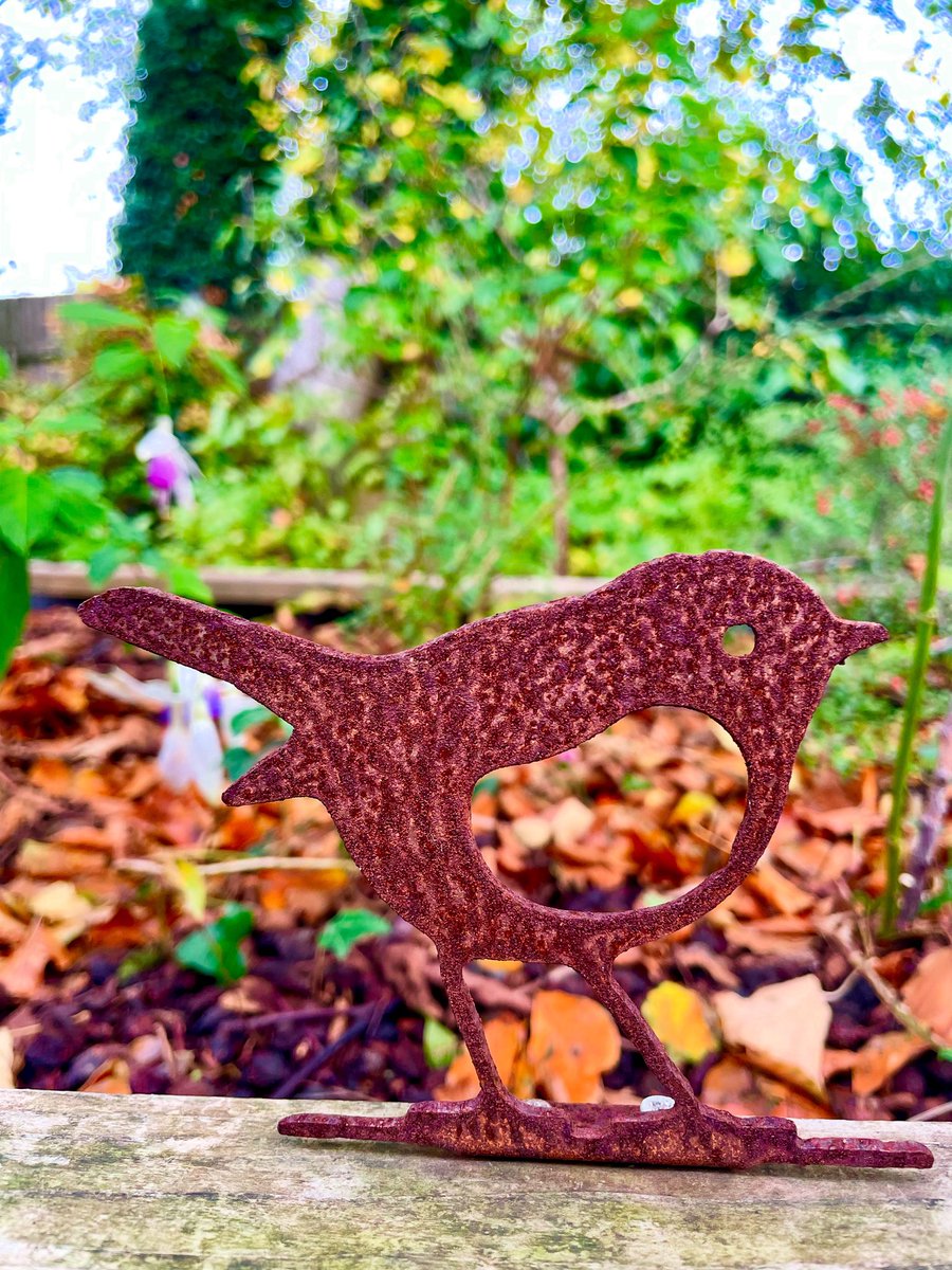 Stifyn1's tweet photo. Still life #robingoch #stilllife #garden #naturephotography #saturday #weekend #autumn #november https://t.co/0q3EJOyVTh