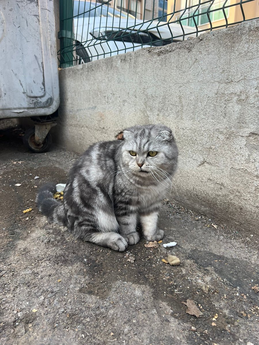 Sokakta yaşamaya çalışıyor. Terk büyük ihtimal, belki kayıp... Yayalım da bir yuva bulalım diliyorum. İzmir

Twitter <a href="/profobsesif/">güneş çağlıer 🌱</a>