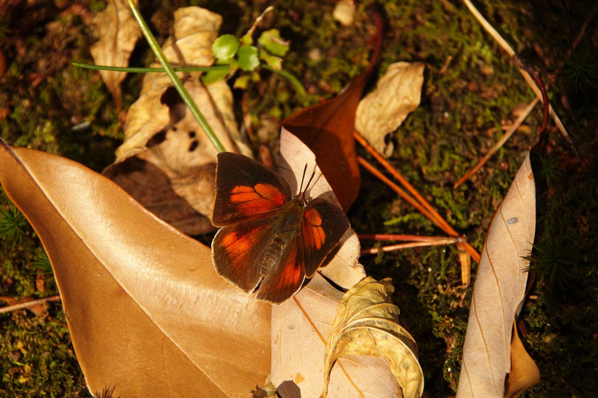 その他 Diego-mala ZZS Chinoiserie Mecha 212210 212209 212208 212207 212214