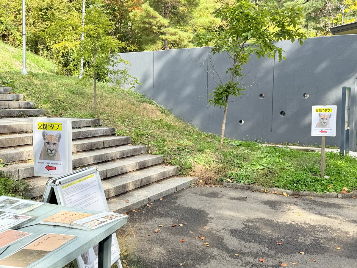 【ピューマを応援して下さる皆様へ・11/8】
父親“タフ”を推したこともあってか、裏放飼場まで“タフ”に会いに来てくれる方が増えました！ありがとうございます！さらに、“タフ”への誘導看板を写真に撮る方や、看板「と」写真を撮る方も（笑）
皆様に愛されているピューマ一家です。
#ピューマ一家