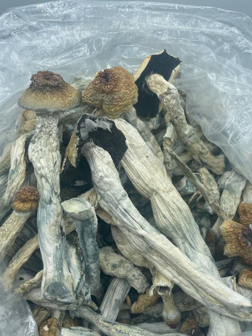 RuStrvmp's tweet image. #USA #Europe #paris GUYS WE GET AN EXTRA HOUR TO DO DRUGS TONIGHT TAP IN VIA LINK 👇

t.me/+RbiJE2awI003M…