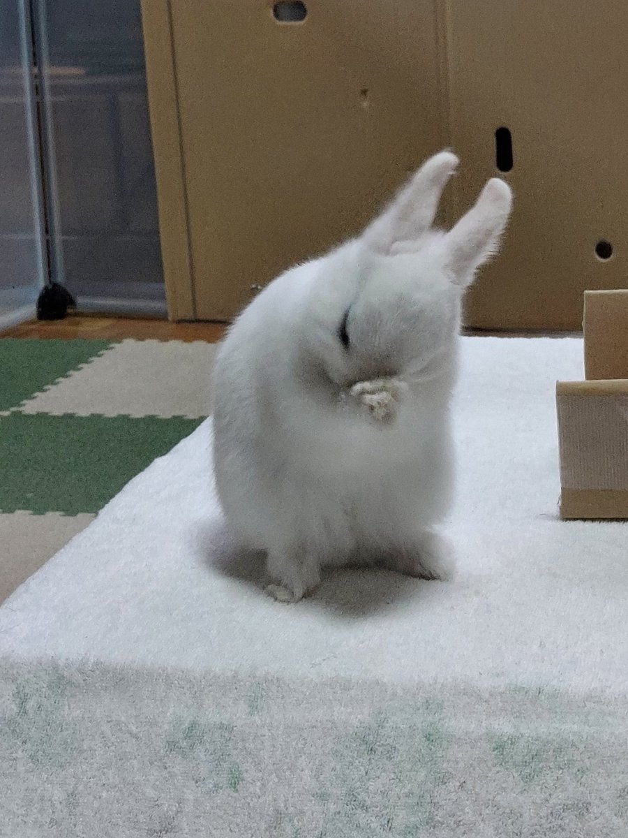 本日、夜営業日です

本日、18:00からの営業となります
申し訳ございません

営業時間は
11:00~15:00
17:00~21:00
またはスープ切れまで

#スープカレー #カレー #野菜 #奈良 #学園前 #間借り #まかない #陽平 #うさぎ