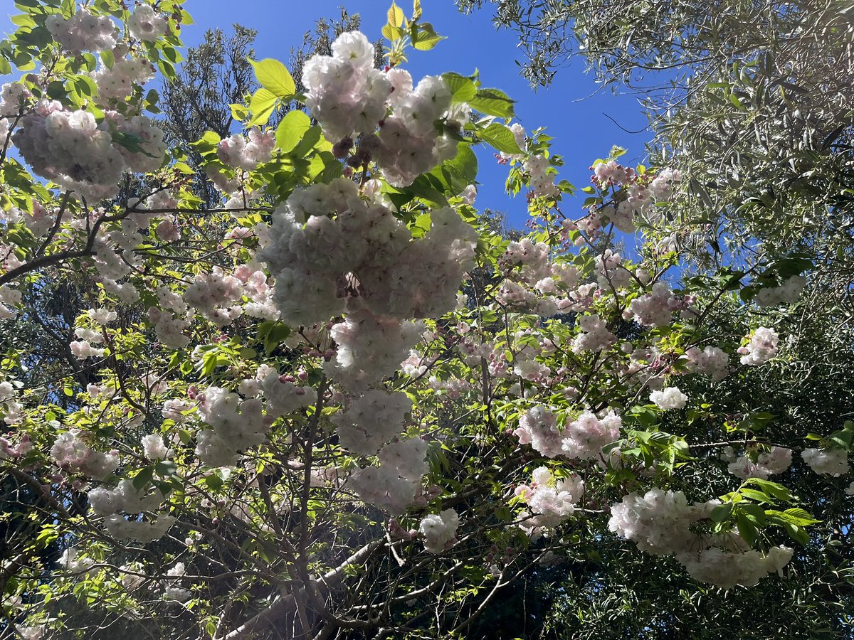 Amazing to find blossom on trees in my neighbourhood which have withstood the gale force winds which have battered Wellington frequently over the past few weeks. <a href="/MetService/">MetService NZ</a>