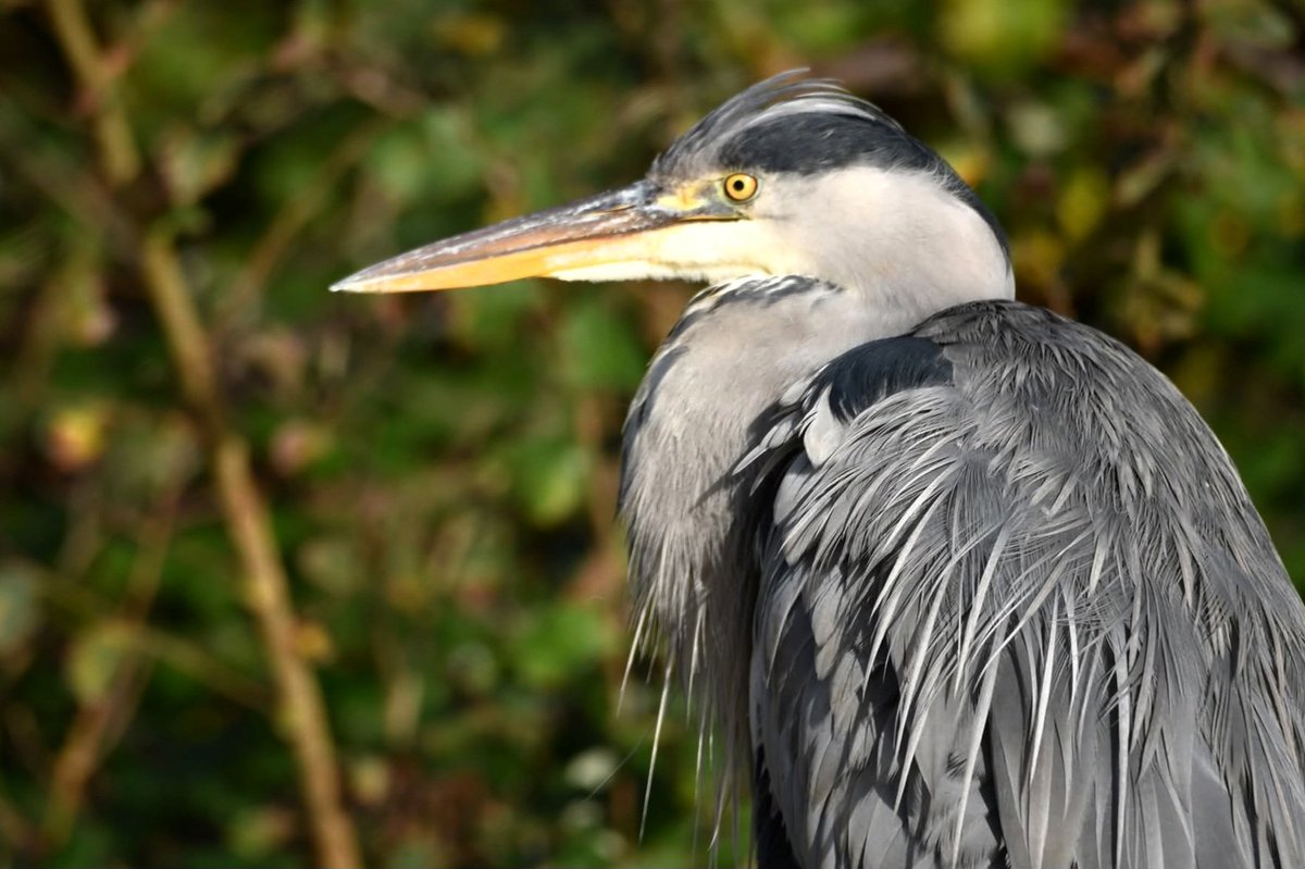 Grey Heron 
Bude Cornwall 〓〓
#Bude #Cornwall 
#GreyHeron