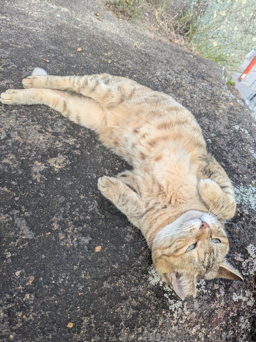 ささみ (@sayu_73) / Posts / X