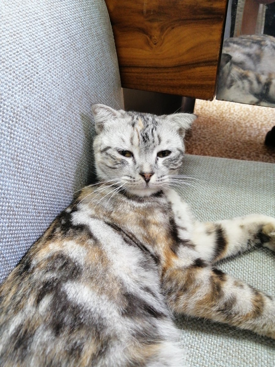 adoptdontshopl's tweet photo. 😻 FOR ADOPTION (FOUND) 😻
✨ This beautiful, sweet, and calm female cat was found in front of a library ✨
She seems lost or abandoned — very gentle and affectionate 💛
If not claimed, she’ll be looking for a loving home 🏠
📞 Contact: 03-956904

#adoptdontshop #cat #foundcat https://t.co/CPT6EVenvB
