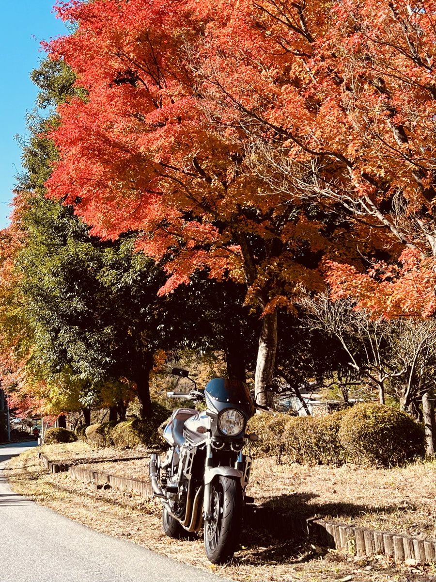 野村紅葉/A351 楽天市場】【現品発送】ノムラモミジ(野村紅葉) 苗木