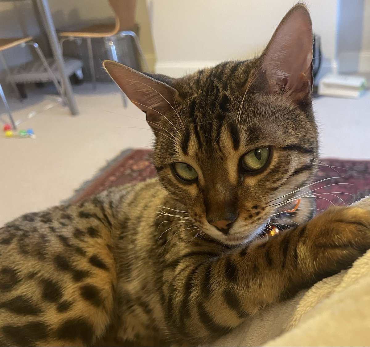ZuccoIsMissing's tweet image. Amber, the Bengal, will be 2yrs old on 8th Nov
Instead of being safe in her loving home, she is still missing/stolen 💔

Where is Amber?

RT to #bringAmberhome and let’s bring this birthday baby home
@AmberStole96898 
@MissingPetsGB 
@SAMPAuk_ 
@beautys_legacy