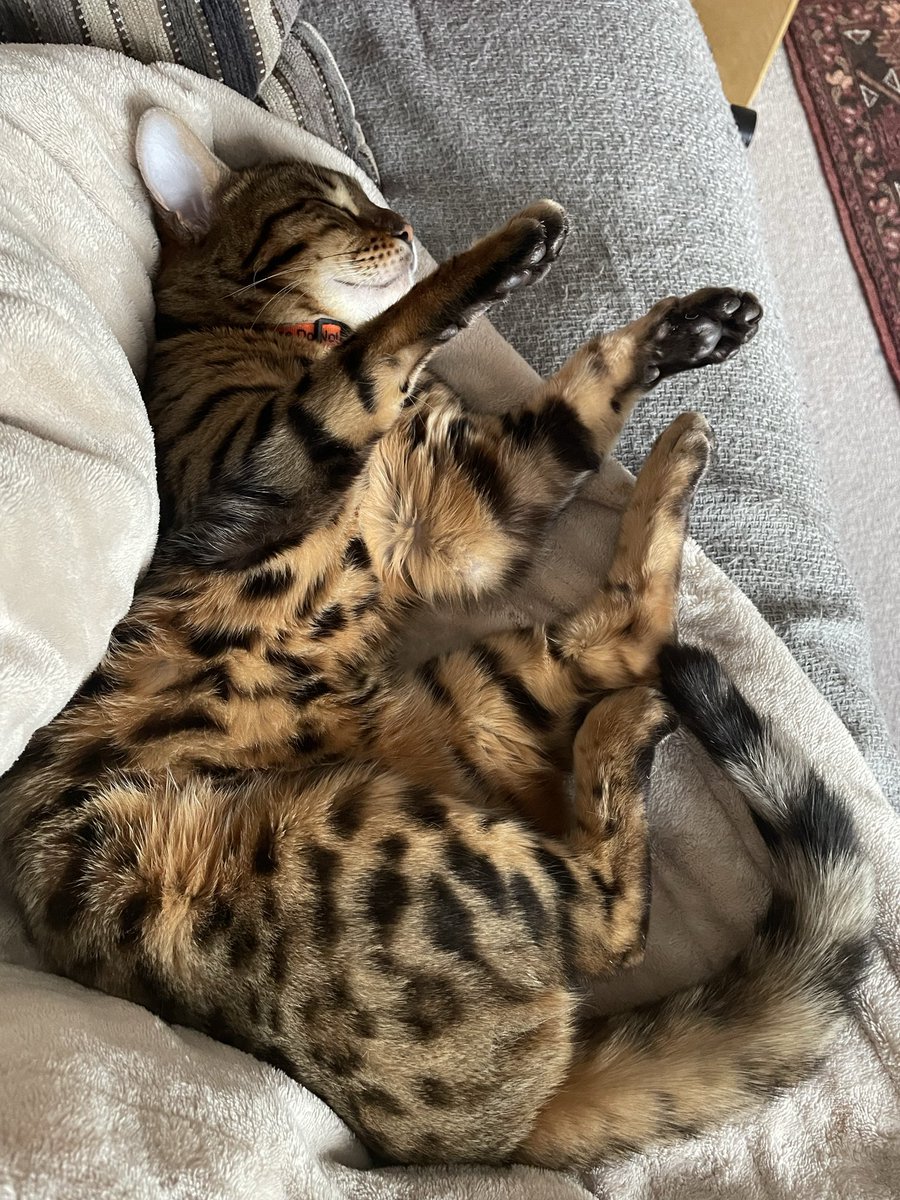 ZuccoIsMissing's tweet image. Amber, the Bengal, will be 2yrs old on 8th Nov
Instead of being safe in her loving home, she is still missing/stolen 💔

Where is Amber?

RT to #bringAmberhome and let’s bring this birthday baby home
@AmberStole96898 
@MissingPetsGB 
@SAMPAuk_ 
@beautys_legacy