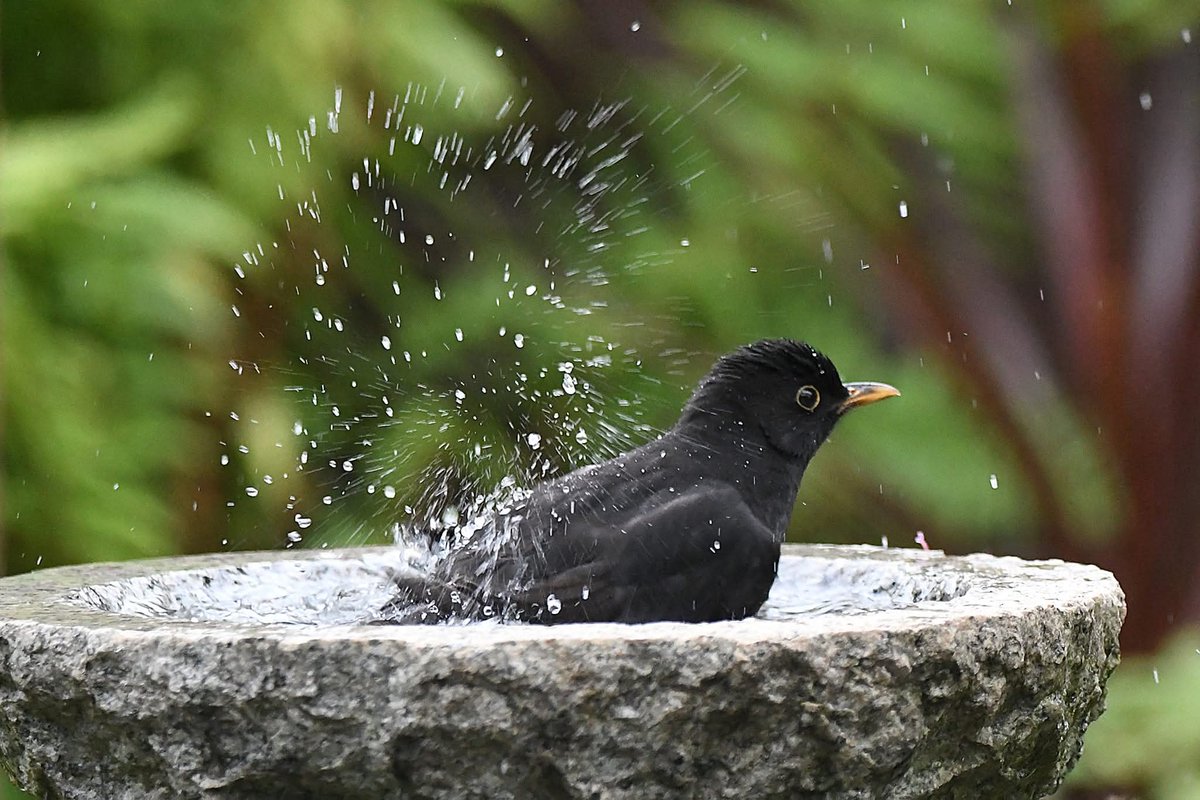 Blackbird 
Bude Cornwall 〓〓
#Bude #Cornwall 
#Blackbird