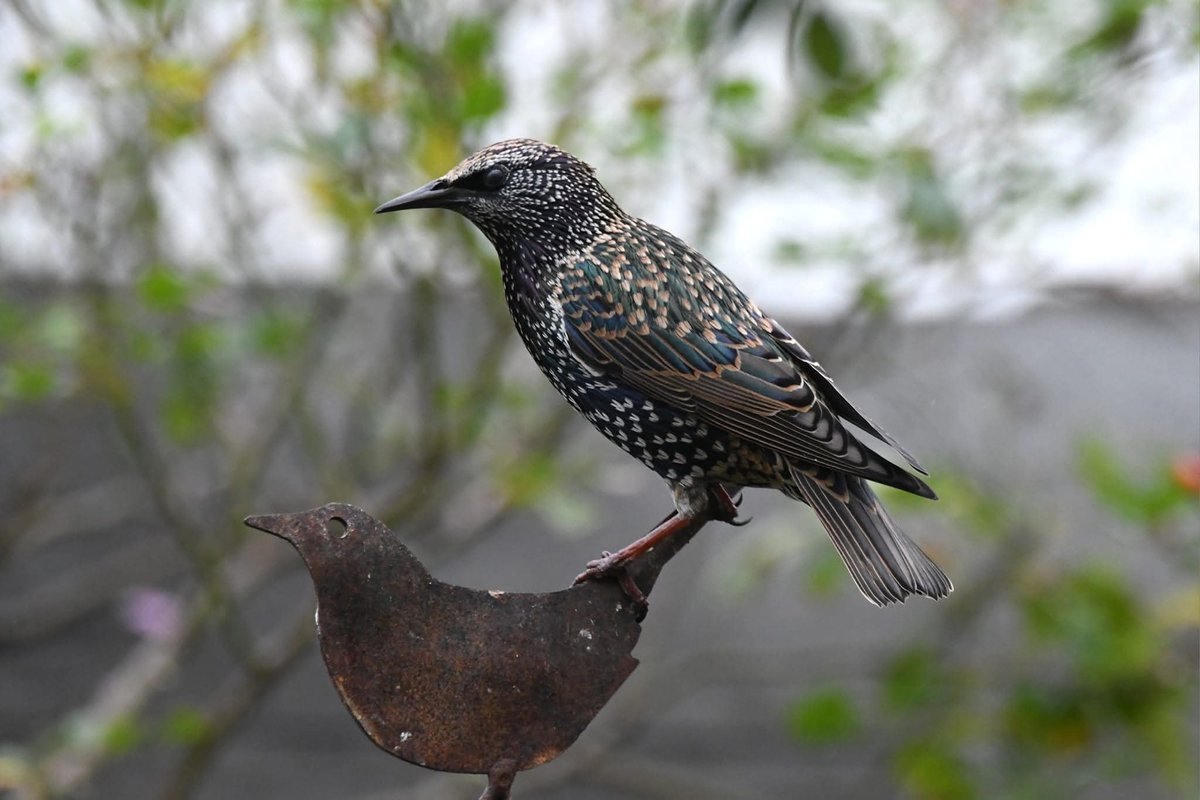 Starling 
Bude Cornwall 〓〓
#Bude #Cornwall 
#Starling