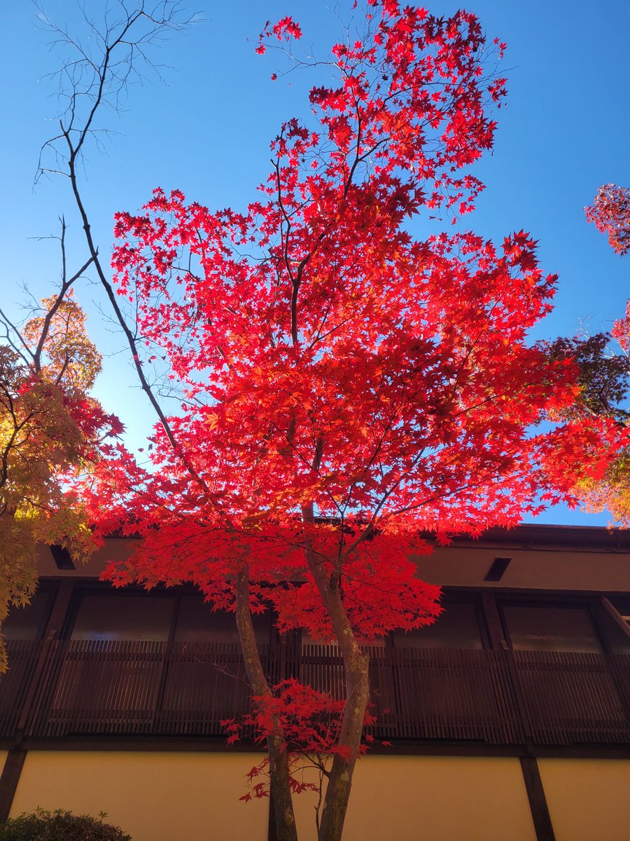 ゴリライダー🦍 on X