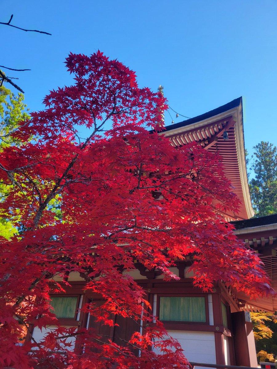 ゴリライダー🦍 on X