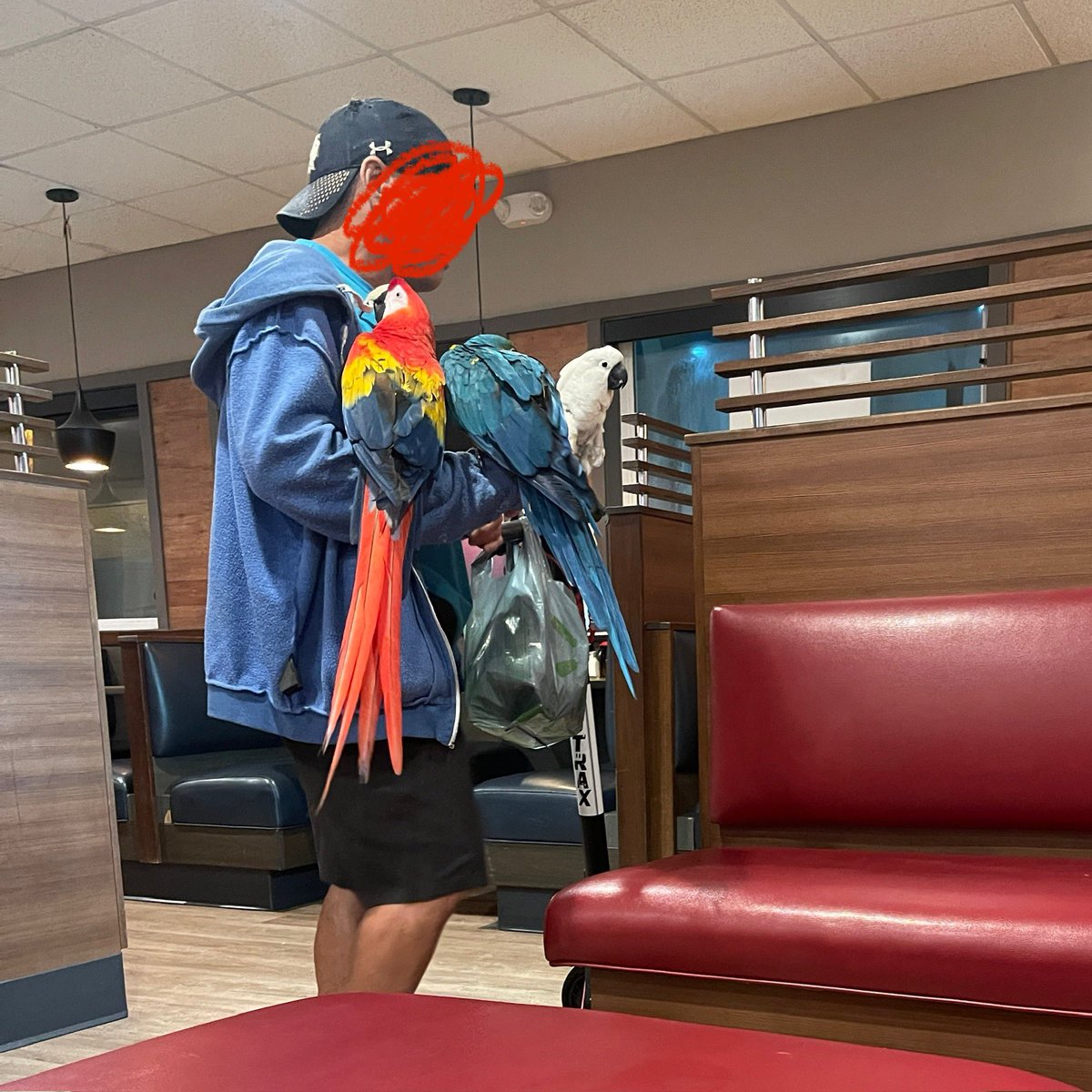 The_Silicon_Don's tweet image. Throwback to the strangest moment of #BlizzCon2023 when this mysterious legend scootered into iHop at 3am with 3 live exotic birds on his arms.