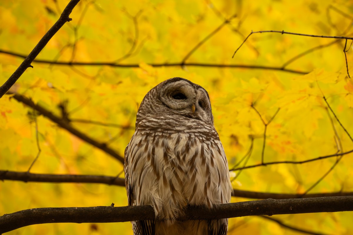 CSDCPhoto's tweet image. Wanted to get a shot straight up at the barred owl who was in full rest mode to also feature the yellow canopy.  No post color edits on it.  Just got what the camera got.
🦉
🗺 - Medina County Park District
📷 - Canon EOS R5 MK II | Canon 200-800
📸 - ISO 2000 | 400mm | 1/100s |…